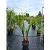 Phoenix canariensis 2 kmeňe vo výške 130 cm 1