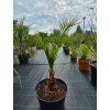 Phoenix canariensis vo výške 110 cm