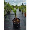 Phoenix canariensis vo výške 110 cm 2