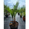 Phoenix canariensis 2 kmeňe vo výške 110 cm 2
