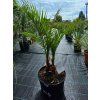 Phoenix canariensis 2 kmeňe vo výške 110 cm