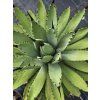 Agave macroacantha ‘Viridis’ vo výške 45 cm 1