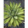 Agave macroacantha ‘Viridis’ vo výške 45 cm