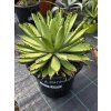 Agave macroacantha ‘Viridis’ vo výške 45 cm 2