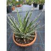 Agave filifera v šírke 23 cm 1