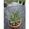 Agave filifera v šírke 23 cm