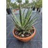 Agave filifera v šírke 23 cm 2