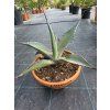Agave parrasana v šírke 33 cm 1