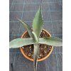Agave parrasana v šírke 33 cm 3