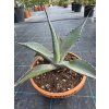 Agave parrasana v šírke 33 cm 2