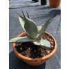 Agave aplanata v šírke 25 cm 1