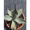 Agave aplanata v šírke 25 cm 2