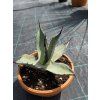 Agave aplanata v šírke 25 cm