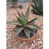 Agave impressa ‘Impressive’ v šírke 28 cm