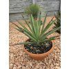 Agave macroacantha ‘Viridis’ v šírke 38 cm 1