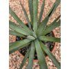 Agave macroacantha ‘Viridis’ v šírke 38 cm 2