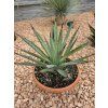 Agave macroacantha ‘Viridis’ v šírke 38 cm