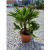 Chamaerops humilis 'Vulcano' vo výške 45 cm