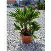 Chamaerops humilis 'Vulcano' vo výške 45 cm 2