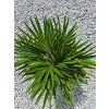 Chamaerops humilis 'Vulcano' vo výške 45 cm 3