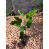 ficus carica vo vyske 40 50 cm 1