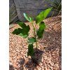 ficus carica vo vyske 40 50 cm