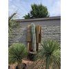 Pachycereus pringlei 1