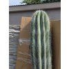 Pachycereus pringlei 3