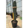 Pachycereus pringlei