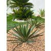 Yucca gloriosa ‘Variegata’ 1