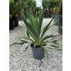 yucca gloriosa variegata 6