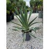 Yucca gloriosa ‘Variegata’ vo výške 60 cm 2