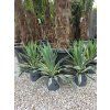 Yucca gloriosa ‘Variegata’ vo výške 60 cm 3