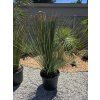 dasylirion longissimum 55 cm 2