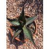 Agave parrasana v šírke 29 cm 1