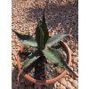 Agave parrasana v šírke 29 cm