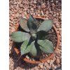 Agave colorata ‘Supreme’ v šírke 20 cm 2