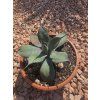 Agave colorata ‘Supreme’ v šírke 20 cm 1