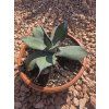 Agave colorata ‘Supreme’ v šírke 20 cm