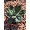 Agave parryi var. truncata v šírke 23 cm