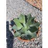 Agave parryi var. truncata v šírke 23 cm 2
