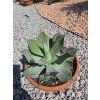 Agave parryi var. truncata v šírke 23 cm 3