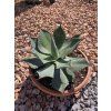 Agave parryi var. truncata v šírke 23 cm 1