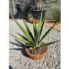 Agave sisalana v šírke 32 cm 3