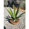 Agave sisalana v šírke 32 cm 2