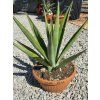Agave sisalana v šírke 32 cm 4