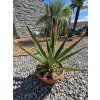 Agave sisalana v šírke 47 cm 1