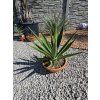 Agave sisalana v šírke 47 cm