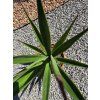 Agave sisalana v šírke 47 cm 2