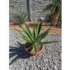 Agave sisalana v šírke 47 cm 3